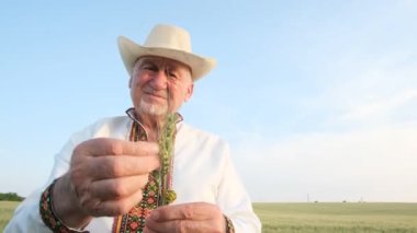 A Ukrainian peasant inspects the wheat crop, holding an ear of corn in his hand. Farmer grandfather shows his harvest to the camera