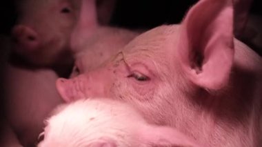 Little piglets are warmed under an infrared warm lamp. Group of newborn piglets on the farm