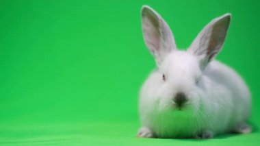 Bunny looks around, sniffs and moves his ears, isolated on a green background, chroma key. 4k video