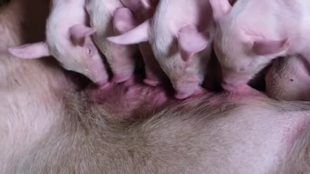 Dairy Piglets Suck Sow Eat Milk Delicious Food Piglets Farm — Vídeo de Stock