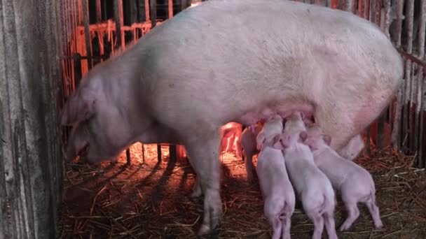 High Quality Video Piglets Eat Sow Milk Farm Modern Agricultural — Stockvideo