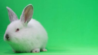 White fluffy rabbit on a green background. Chromakey background. High quality 4k video