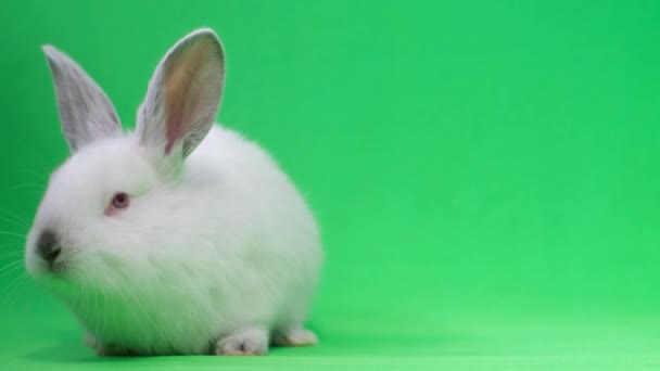 White Fluffy Rabbit Green Background Chromakey Background High Quality Video — Αρχείο Βίντεο