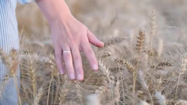 Womans Hand Touches Ears Yellow Wheat Hand Wedding Ring Ripe — Vídeos de Stock