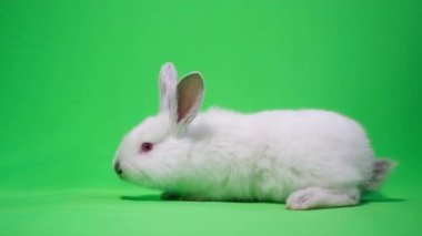 White fluffy rabbit on a green background. Chromakey background. High quality 4k video