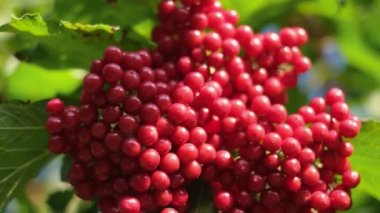 Viburum dutları yakın plan bir dalda. Olgun kırmızı viburum. Guelder çalısı. Viburnum soğuk algınlığına iyi gelir..