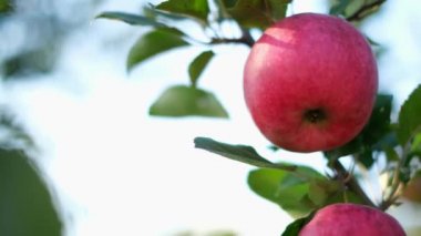 Bahçedeki bir elma dalına asılmış olgun kırmızı elma bulanık arka planda, seçici bir odak noktasında..