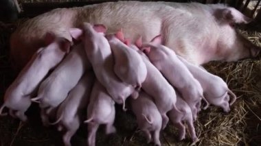 Domuz, domuzcukları sütle besler. Çok sayıda domuzu olan bir domuz çiftliği. Yemek için savaş. Et çiftliği 4k videosu