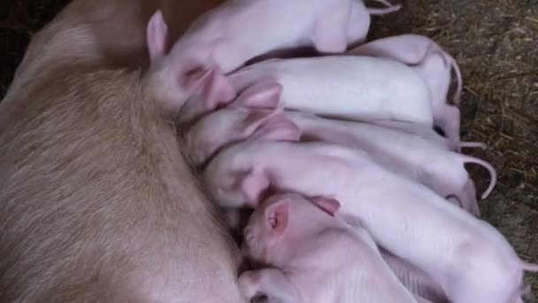 Piglets Fed Farm Mother Pig Fertile Sow Lying Straw Piglets — Stock Video