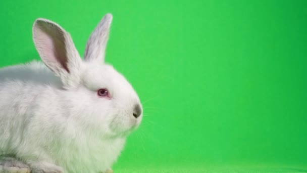 Rolig Vit Kanin Med Stora Röda Ögon Sitter Och Ser — Stockvideo