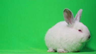 Yeşil ekranda beyaz bir tavşanın videosu. Büyük kırmızı gözlü tavşan oturuyor ve etrafına bakıyor. Yan tarafta oturan büyük beyaz tavşan, bir kromakeyin arka planında.
