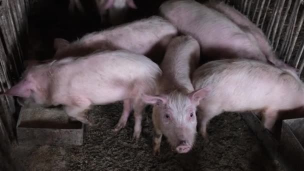 畜産と養豚場のコンセプト 農場の鉄の檻の汚い豚 空腹の痩せた豚 — ストック動画