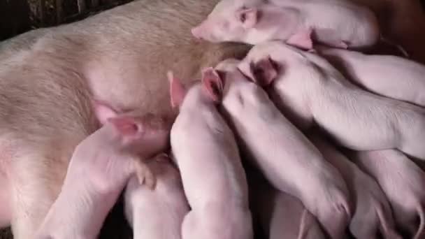 農場で牛乳を吸う若い子豚のグループ 母親豚の餌豚のミルク 現代の農業用養豚場 4Kビデオ — ストック動画