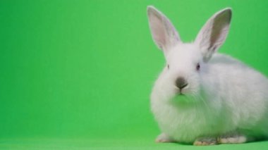 Beyaz tavşan kamera merceğine bakar, krom anahtarın arka planında reklam yapmak için bir yer. Tavşan uyuyor. 4k video
