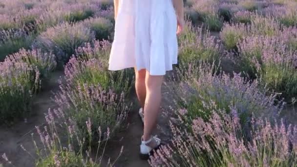 Nohy Mladé Dívky Kráčející Doprostřed Provence Žena Bílých Šatech Uprostřed — Stock video