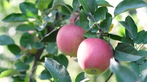 Two Red Apples Branch Apple Tree Garden Sunny Day Organically — Stock Video