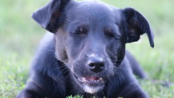 Small Black Dog Eats Delicious Food Lies Green Grass Hungry — Stock Video