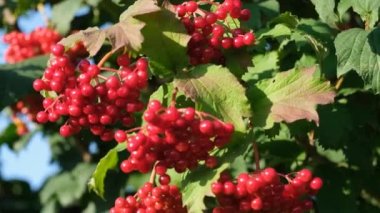 Rüzgarda uçuşan kırmızı viburum meyveleri. Kırmızı viburnum böğürtlen koleksiyonu. Mavi yaz gökyüzü. Güneşli açık bir gün. C vitamini ile yararlı meyveler
