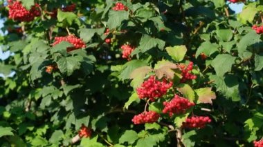 Rüzgarda uçuşan kırmızı viburum meyveleri. Kırmızı viburnum böğürtlen koleksiyonu. Mavi yaz gökyüzü. Güneşli açık bir gün. C vitamini ile yararlı meyveler