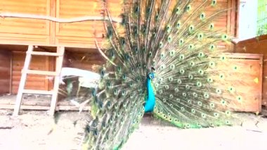 Bir kuş yuvasında Hint Peafowl 'u, büyük ve parlak renkli bir kuş, Güney Asya' ya özgü bir Peafowl türü. 4k video