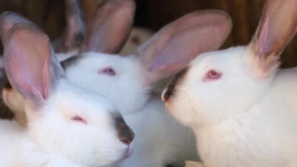 Μια Οικογένεια Λευκών Κουνελιών Κλουβί Εκτρέφω Ζώα Στη Φάρμα Μια — Αρχείο Βίντεο