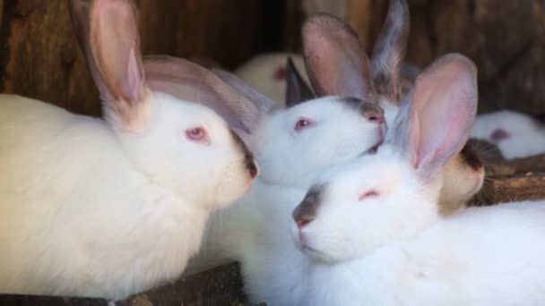 ウサギが檻の中で休んでいる 農場で動物を飼育している ウサギのグループ 村の動物飼育 — ストック動画