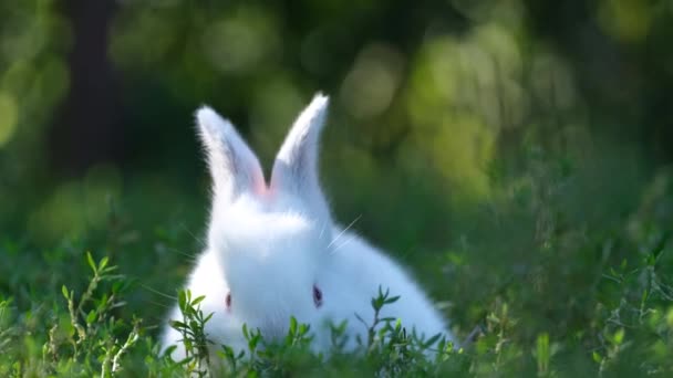 背の高い緑の草の中に小さな白いウサギ 庭の美しい白いウサギ ペット — ストック動画