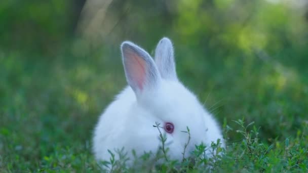 Uzun Yeşil Çimlerde Küçük Beyaz Tavşan Bahçede Güzel Beyaz Bir — Stok video