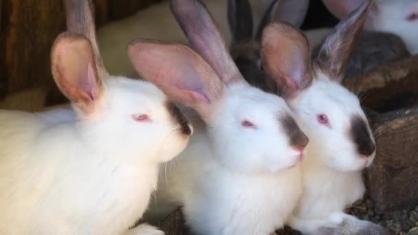 Groupe Lapins Dans Une Ferme Élever Des Lapins Agro Industrie — Video