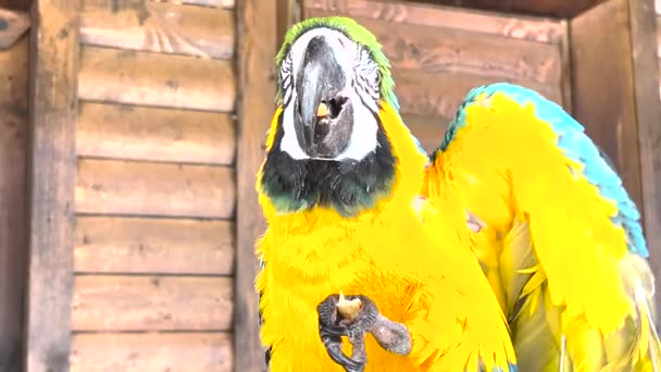 Porträtt Blågul Makaw Ara Ararauna Blå Och Guld Tropiska Fåglar — Stockvideo