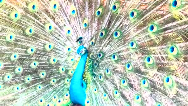 Young Peacock Displays Its Feathers Attract Female Male Peacocks Erect — Stock Video