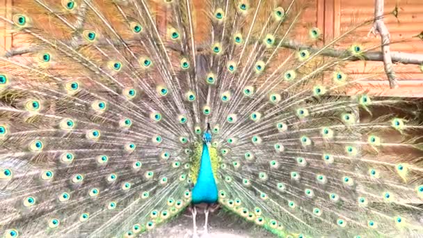 Young Peacock Displays Its Feathers Attract Female Male Peacocks Erect — Stock Video