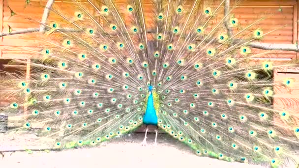 Pavão Azul Durante Época Acasalamento Ele Mostra Sua Cauda Macia — Vídeo de Stock