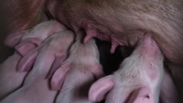 Lechón Recién Nacido Chupa Leche Siembra Granja Cerdos Viejos Alimentando — Vídeos de Stock