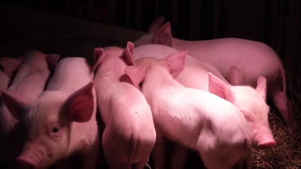 红外灯下角落里的一群小猪 农场里的新生小猪 4K视频 — 图库视频影像