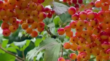 Rowan böğürtlenleri dalda. Doğada yeşil yaprakları olan bir ağaç dalında kırmızı yaban mersini. Rowan çileği. 4k video