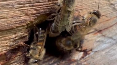 Arı kovanındaki bir arının makro görüntüsü. Kovan 'ın küçük deliğine giren arıların süper yavaş çekimleri ileri geri hareket ediyor.