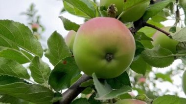 Ağaç dalında yeşil bir elma. Bahçede sonbahar meyve hasadı. Kış mevsiminin sulu elmaları. Kapat.