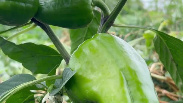 Peperoncino Verde Giardino Vendemmia Estiva Ortaggi Campagna Verdure Biologicamente Pure — Video Stock