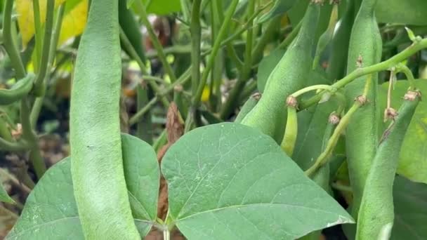 Vainas Judías Verdes Jardín Cosecha Verano Verduras Campo Verduras Orgánicamente — Vídeo de stock