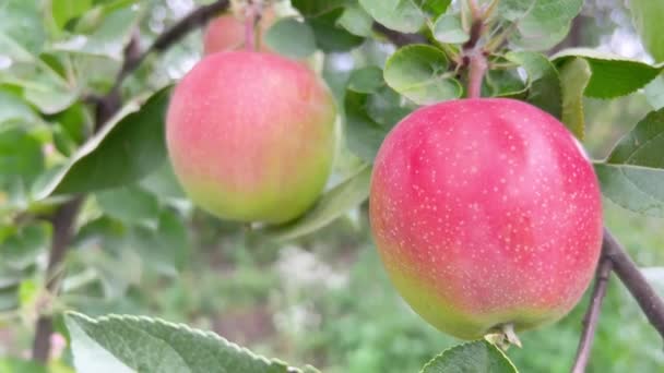 Maçãs Maduras Vermelhas Ramo Árvore Colheita Frutas Outono Jardim Maçãs — Vídeo de Stock