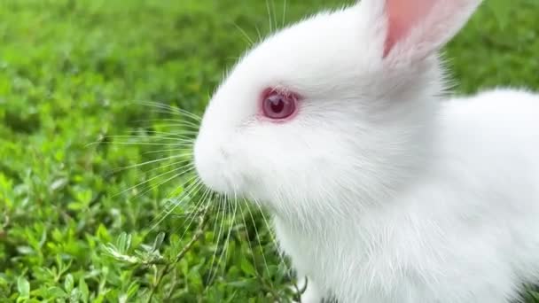 Beautiful Little White Bunny Big Red Eyes Eats Green Grass — Stock Video