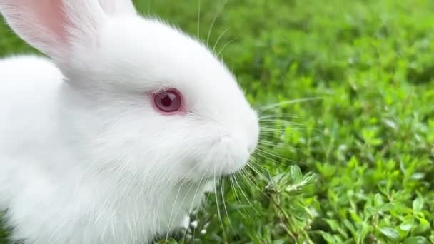 Malý Bílý Zajíček Velkýma Červenýma Očima Zelenou Trávu Krásný Králík — Stock video