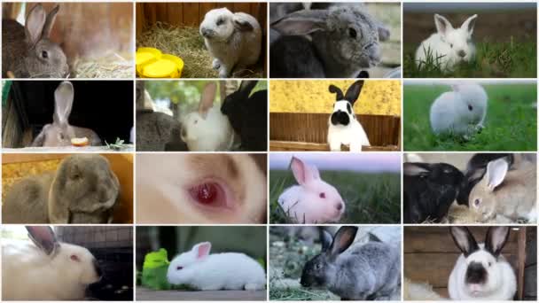 Videomuur Montage Van Konijnen Van Verschillende Rassen Boerderijdieren Videocollage Van — Stockvideo