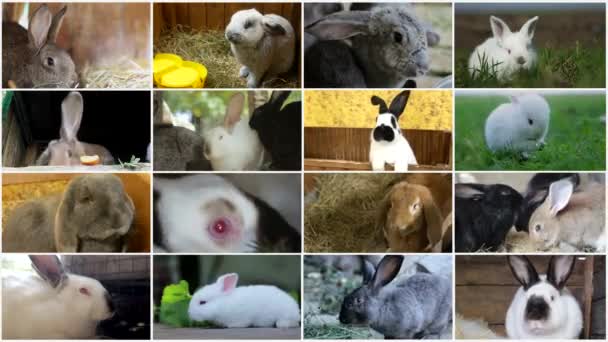Видеоколлаж Пасхальными Кроликами Концепция Праздника Высококачественное Видео — стоковое видео
