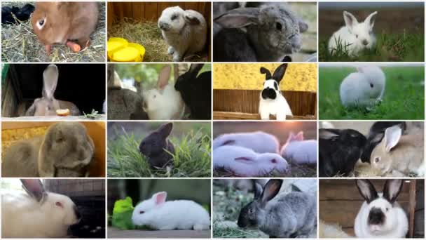 Zestaw Wideo Różnych Królików Długimi Uszami Kolaż Wideo Wysokiej Jakości — Wideo stockowe