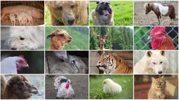 Çeşitli Hayvanların Çiftlik Hayvanlarının Vahşi Hayvanların Kuşların Video Duvar Montajı — Stok video