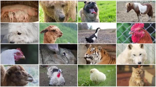 Vários Animais Colagem Cartões Postais Vídeo Animais Fazenda Animais Selvagens — Vídeo de Stock