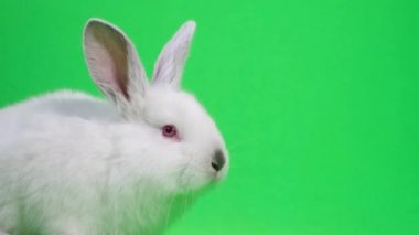 Küçük beyaz tavşan etrafına bakıyor, burnunu çekiyor ve kulaklarını hareket ettiriyor, yeşil bir arka planda izole edilmiş, kromakey. 4k video