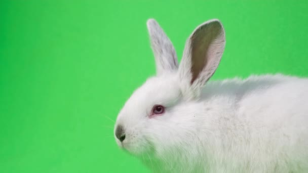 一只大白兔坐在旁边 看着相机 嗅了嗅 美丽的兔子在铬钥匙的背景下被隔离 — 图库视频影像